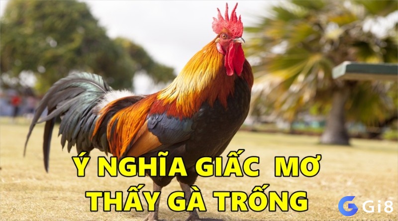 Mơ thấy gà trống thường mang lại sự thịnh vượng 