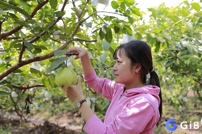 Giải mã giấc mơ thấy mình hái một quả ổi là một giấc mơ tốt lành