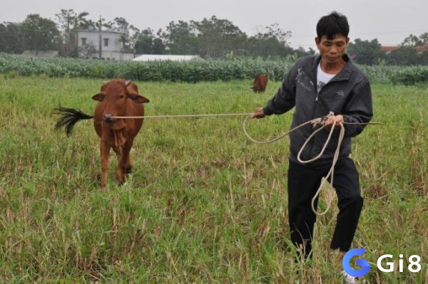 Mơ thấy mình dắt bò báo hiệu sự thành công trong công việc