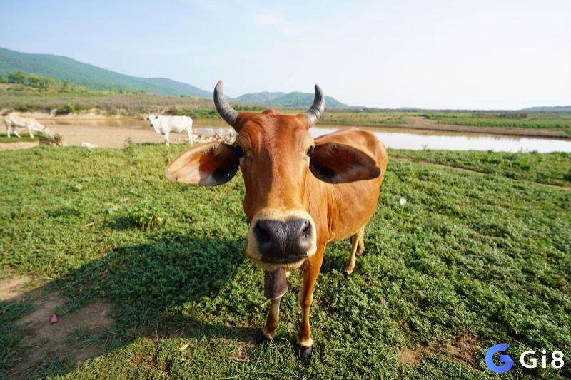 Ý nghĩa của giấc mơ thấy con bò có thể liên quan đến sự giàu có, nuôi dưỡng, ổn định, tình mẫu tử và tâm linh.