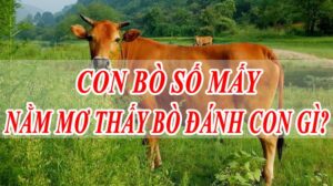 Nằm mơ thấy con bò đánh số gì? Giải mã giấc mơ thấy con bò