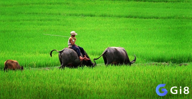 Mơ thấy cưỡi trâu thông báo sắp có một đám cưới diễn ra