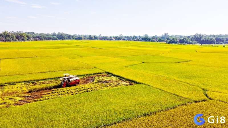 Mơ thấy lúa chín ngoài sân là thông báo sự cố gắng của bạn sẽ đạt thành công như mong đợi