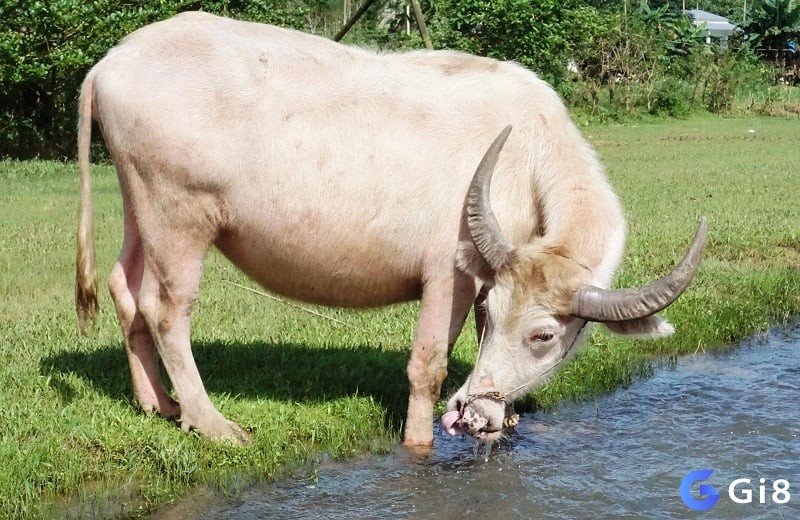 Với chiêm bao mơ thấy giết trâu và điềm báo tốt xấu