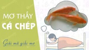 Mơ thấy cá chép đánh đề con gì? Giải mã điềm báo, ý nghĩa