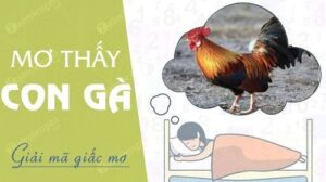 Mơ thấy con gà đánh đề con gì? Giải mã ý nghĩa, điềm báo