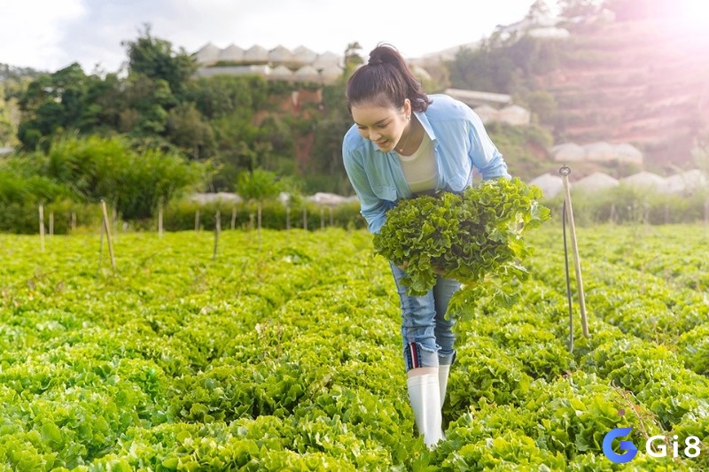 Mơ thấy hái rau xanh cho thấy bạn đang gặt hái thành quả sau một thời gian dài nỗ lực