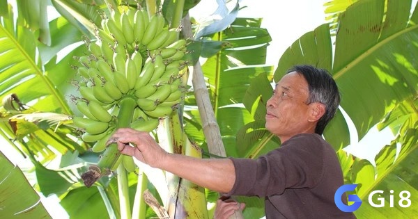 Mơ thấy trèo cây hái nải chuối xanh cho thấy bạn sẵn sàng đối mặt với những thử thách